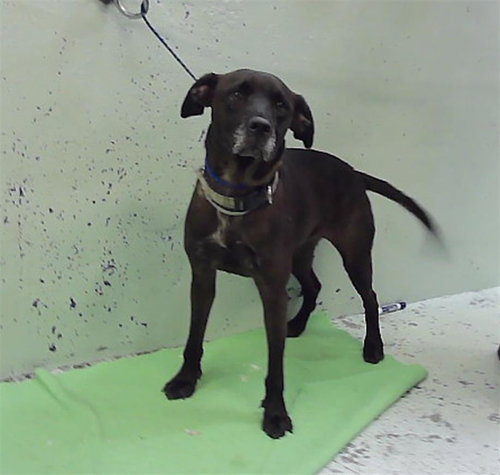 KIMBER, a dog for adoption from City of Houston, Bureau of Animal Regulation and Care