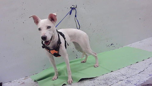 AURORA, a dog for adoption from City of Houston, Bureau of Animal Regulation and Care