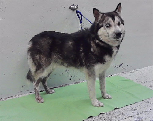 MAGDA, a dog for adoption from City of Houston, Bureau of Animal Regulation and Care