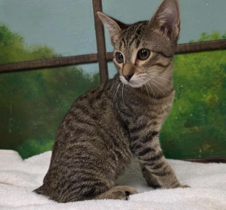 HAMBURGER, a cat for adoption from City of Houston, Bureau of Animal Regulation and Care