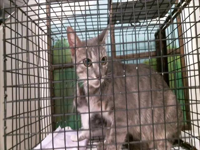 Unknown - Domestic Short Hair