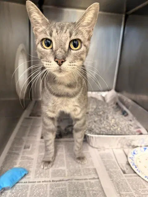 Unknown - Domestic Short Hair