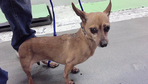 GYPSY, a dog for adoption from City of Houston, Bureau of Animal Regulation and Care