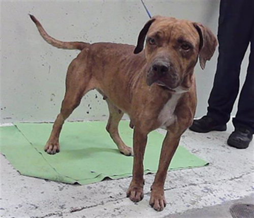 TATI, a dog for adoption from City of Houston, Bureau of Animal Regulation and Care