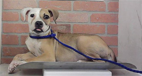 ROOSTER, a dog for adoption from City of Houston, Bureau of Animal Regulation and Care