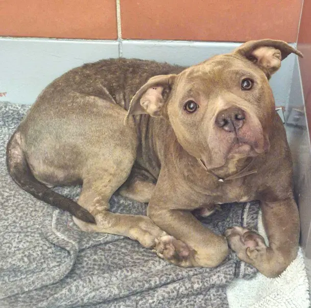 Bayleaf - Staffordshire Bull Terrier
