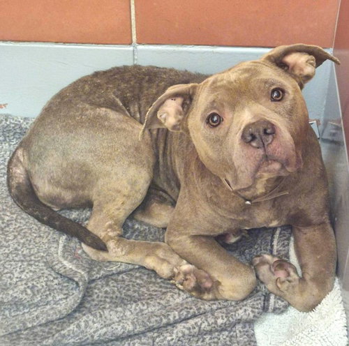 A2100962, a dog for adoption from City of Houston, Bureau of Animal Regulation and Care