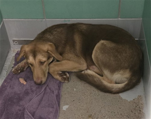 MERLE, a dog for adoption from City of Houston, Bureau of Animal Regulation and Care