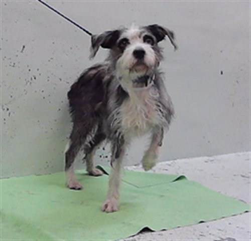 CINDY, a dog for adoption from City of Houston, Bureau of Animal Regulation and Care