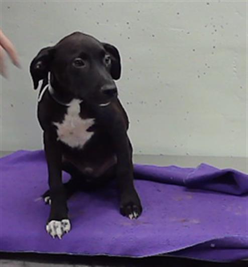DANNY, a dog for adoption from City of Houston, Bureau of Animal Regulation and Care