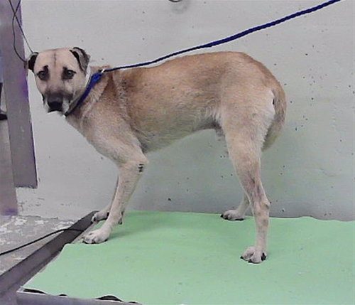 MAX, a dog for adoption from City of Houston, Bureau of Animal Regulation and Care