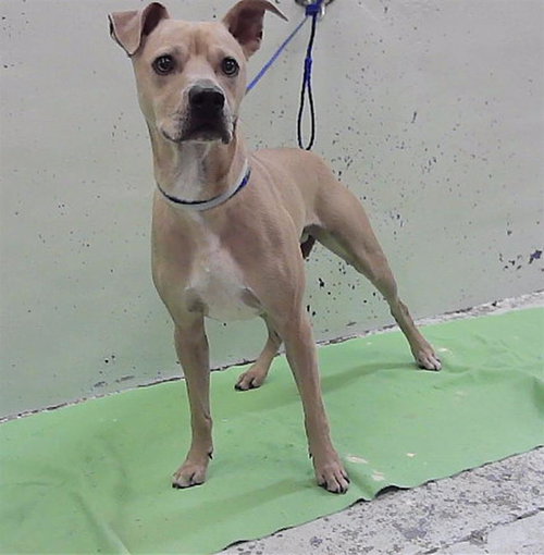TOMY, a dog for adoption from City of Houston, Bureau of Animal Regulation and Care