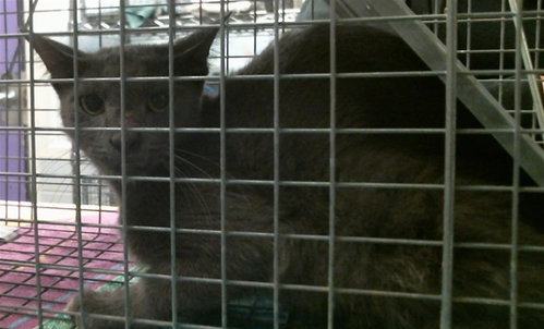 A2101568, a cat for adoption from City of Houston, Bureau of Animal Regulation and Care