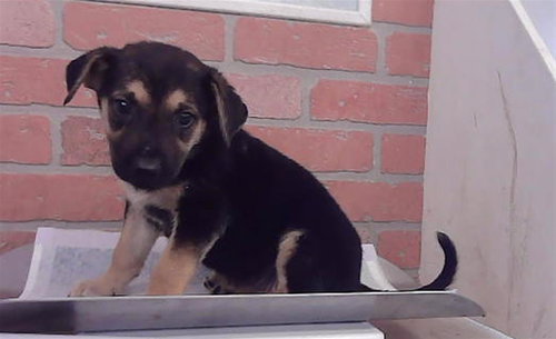 A2101569, a dog for adoption from City of Houston, Bureau of Animal Regulation and Care