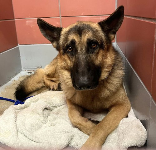KING, a dog for adoption from City of Houston, Bureau of Animal Regulation and Care