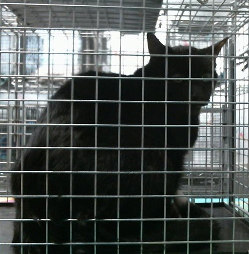 JOHNNY, a cat for adoption from City of Houston, Bureau of Animal Regulation and Care