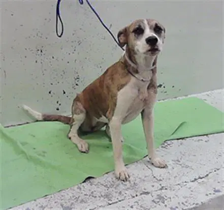Sally Ride - Staffordshire Bull Terrier