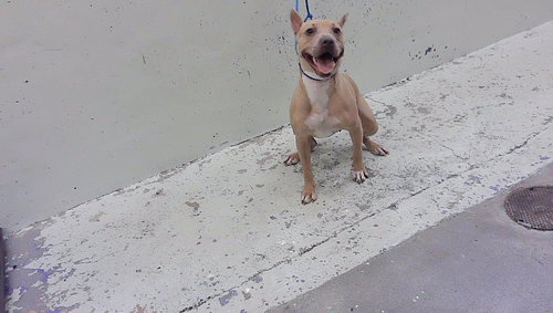 LADY, a dog for adoption from City of Houston, Bureau of Animal Regulation and Care