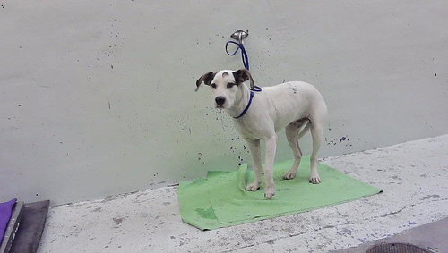A2101121, a dog for adoption from City of Houston, Bureau of Animal Regulation and Care