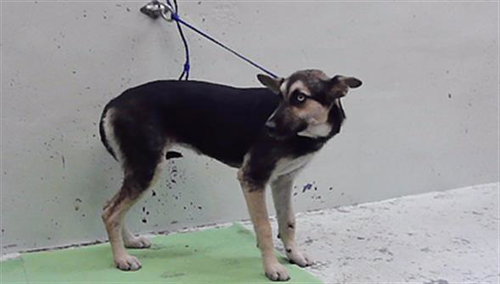 A2101122, a dog for adoption from City of Houston, Bureau of Animal Regulation and Care