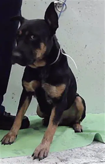 Beowulf - Rottweiler