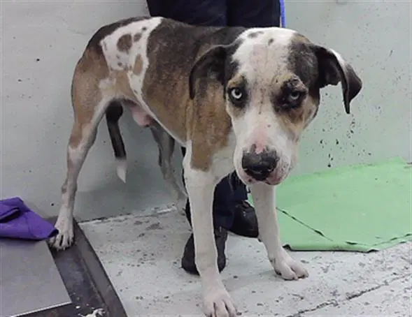 Mac - Great Dane