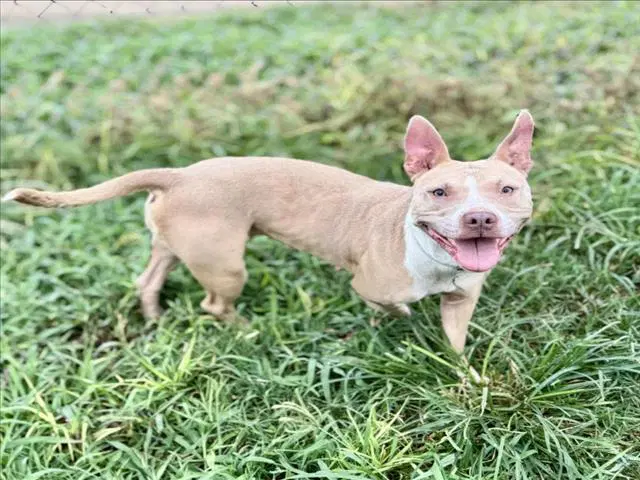 Belle - Staffordshire Bull Terrier