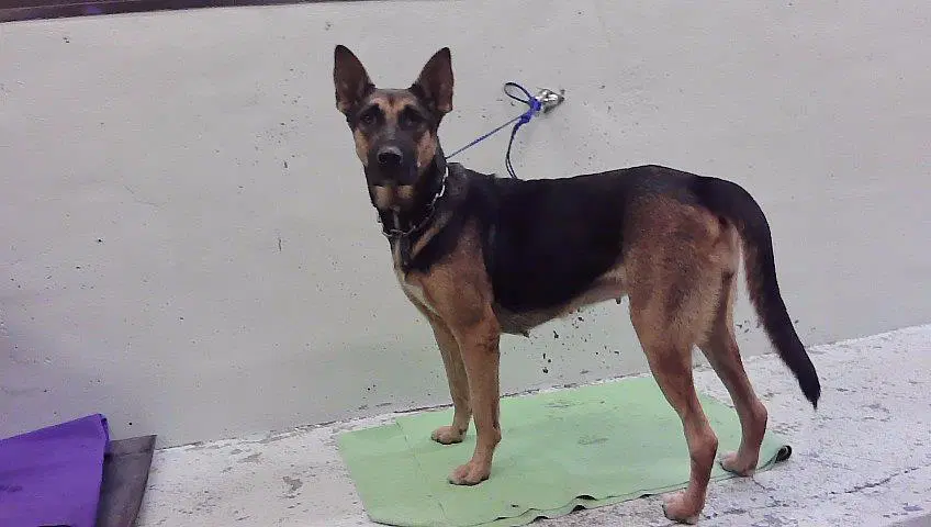 Lolita - German Shepherd Dog