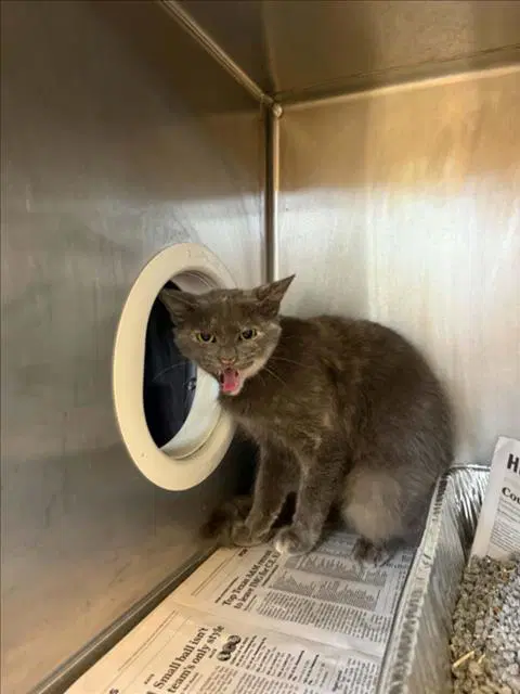 Bellota - Domestic Short Hair