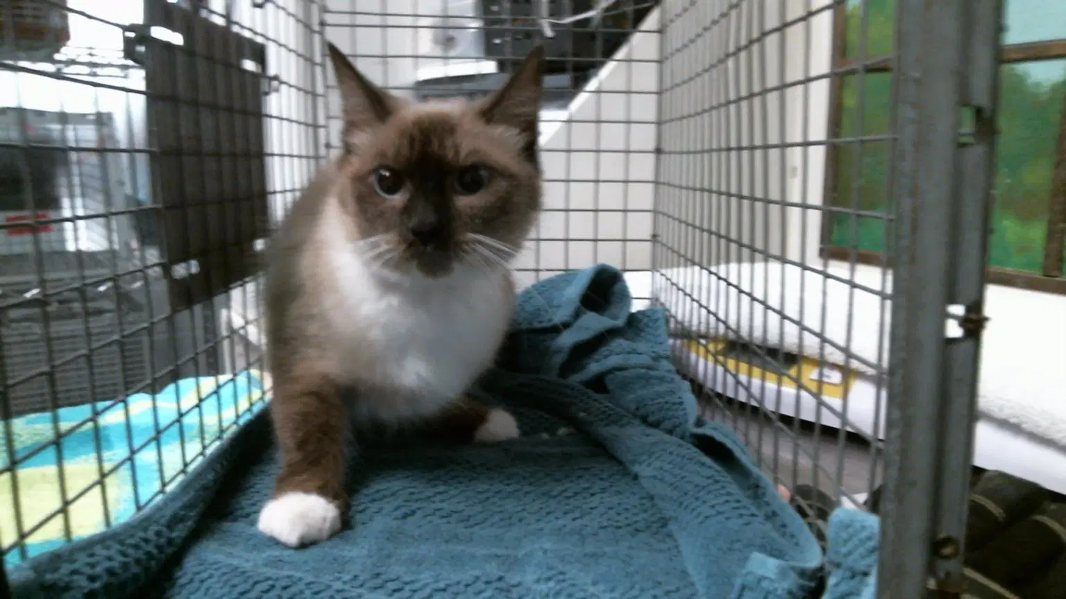 Lulu image 1