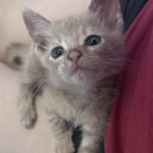 OLLIE, a cat for adoption from City of Houston, Bureau of Animal Regulation and Care