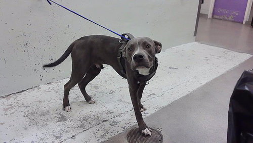 MOONY, a dog for adoption from City of Houston, Bureau of Animal Regulation and Care