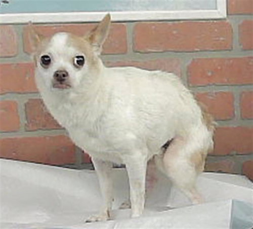 CHIQUITA, a dog for adoption from City of Houston, Bureau of Animal Regulation and Care