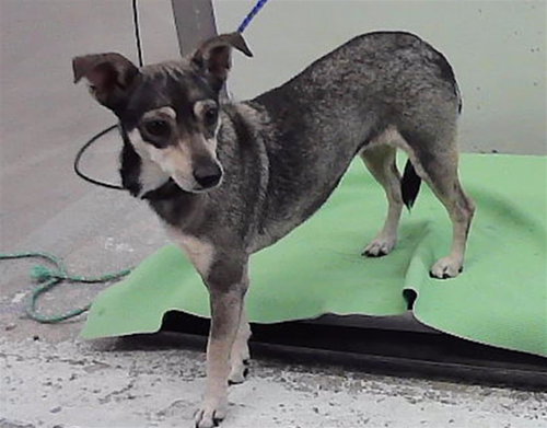 CARMA, a dog for adoption from City of Houston, Bureau of Animal Regulation and Care