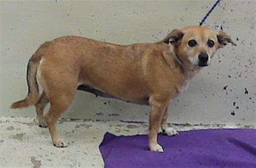 PEGGY, a dog for adoption from City of Houston, Bureau of Animal Regulation and Care
