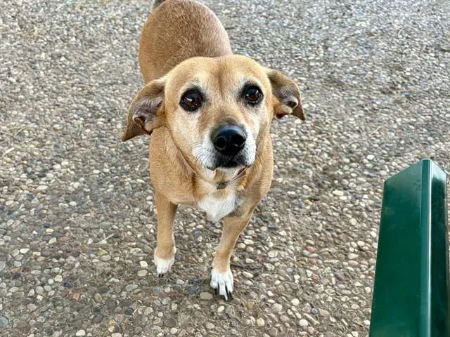 Peggy - Dachshund