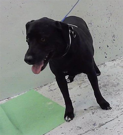 BRENT, a dog for adoption from City of Houston, Bureau of Animal Regulation and Care
