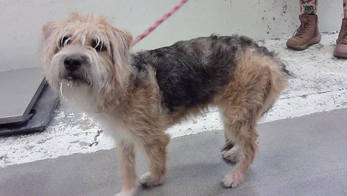 SCOUT, a dog for adoption from City of Houston, Bureau of Animal Regulation and Care