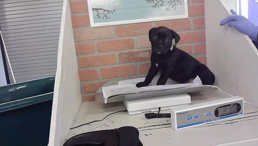 Bruno - Bulldog