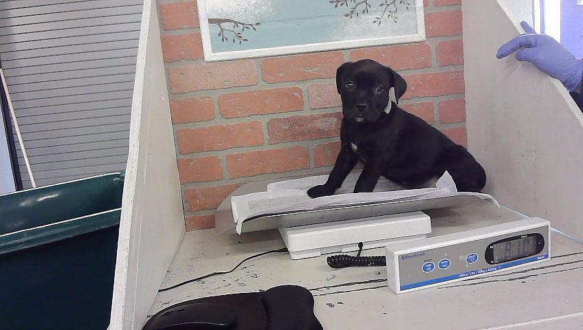 Bruno