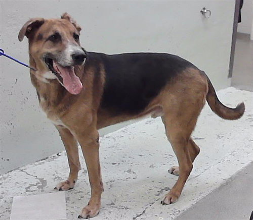 ENZO, a dog for adoption from City of Houston, Bureau of Animal Regulation and Care