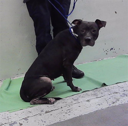 BLAIRIANA, a dog for adoption from City of Houston, Bureau of Animal Regulation and Care