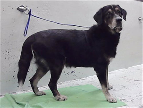 BRUCE, a dog for adoption from City of Houston, Bureau of Animal Regulation and Care