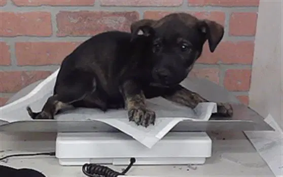 Phil - Staffordshire Bull Terrier