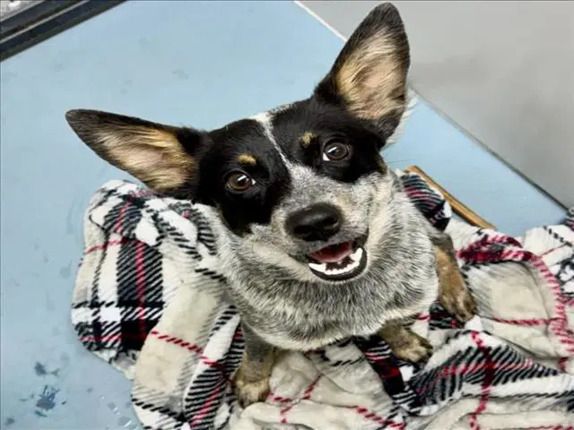 Betany - Australian Cattle Dog/Blue Heeler