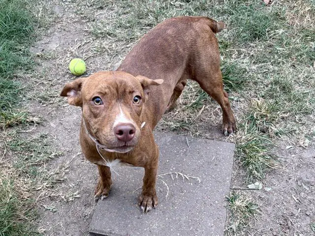 Wilma - Staffordshire Bull Terrier