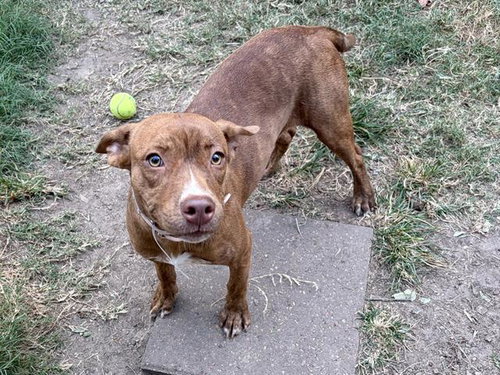 Wilma, Staffordshire Bull Terrier / Mixed (short coat)