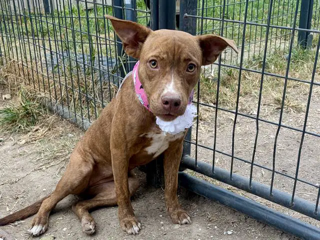 Wilma - Staffordshire Bull Terrier