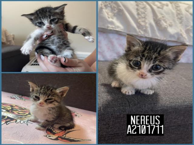 NEREUS