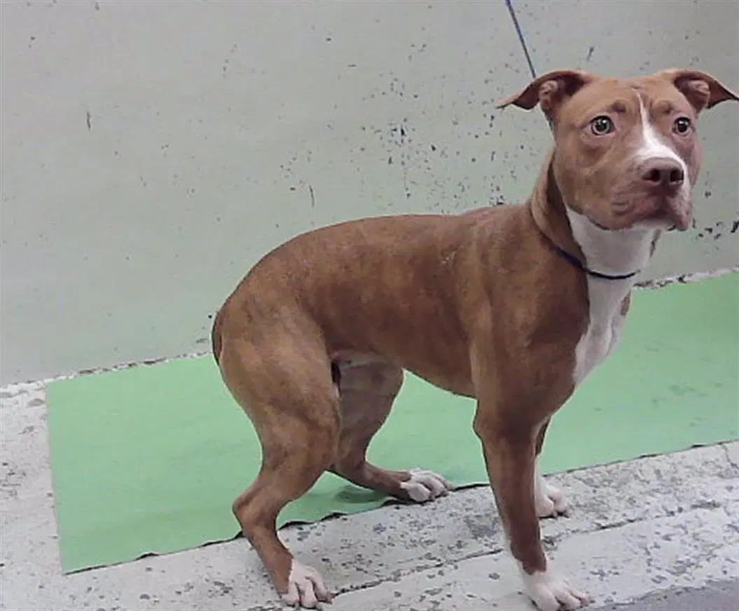 Mimi - Staffordshire Bull Terrier